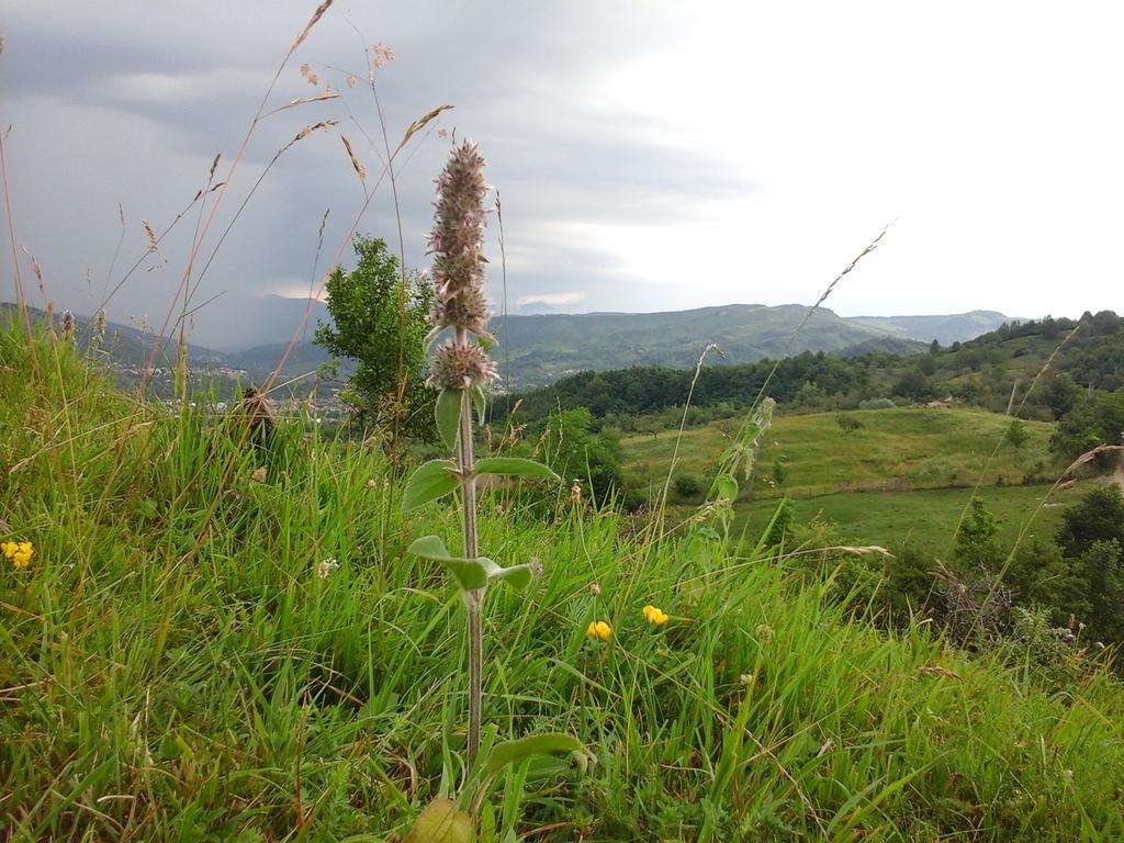 Casa Piscul Lupului Villa Pucioasa Buitenkant foto